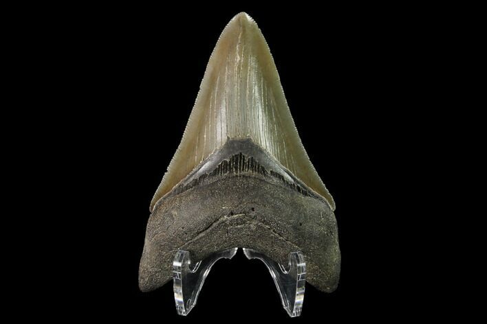 Serrated, Fossil Megalodon Tooth - Beautiful Lower Tooth #145419